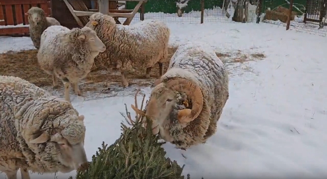 Ивановскому зоопарку накануне Нового года подарили более сотни ёлок