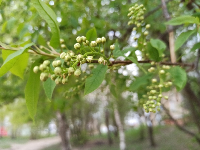 Май в Ивановской области начнётся с летней погоды