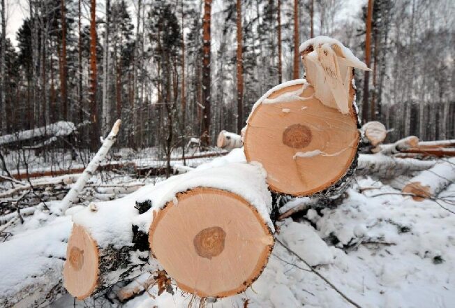 Ущерб в 28 миллионов нанесли «чёрные лесорубы» Ивановской области