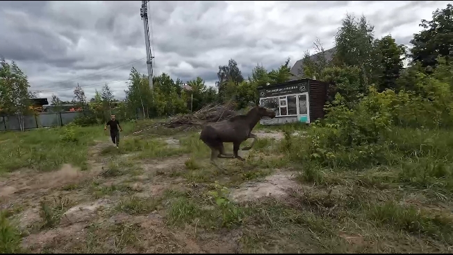 По ивановским улицам в панике метался испуганный лось