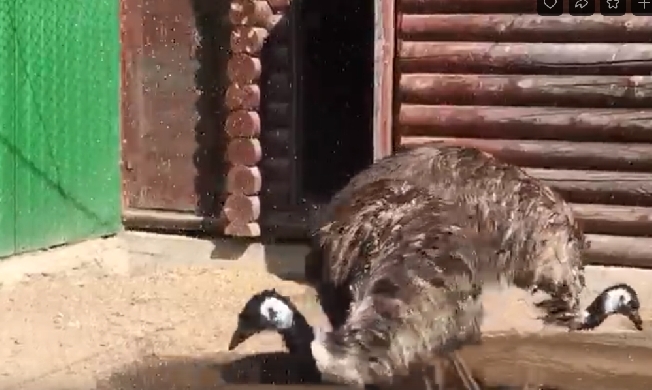 В зоопарке Иванова из-за жары страусам устроили душ 