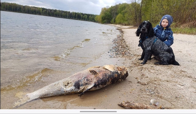 Гигантская рыба выбросилась на берег водохранилища в Ивановской области