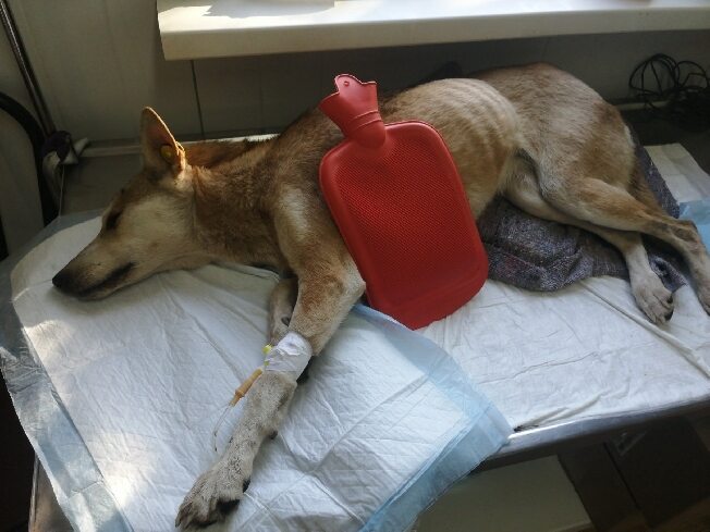 Отравленная на улице Иванова собака находится в критическом состоянии