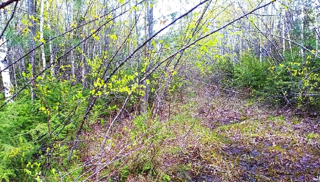 Пропавшего в Ивановской области ребёнка будут искать в лесу