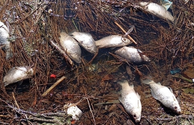 Берег у озера в Ивановской области усыпан мёртвой рыбой