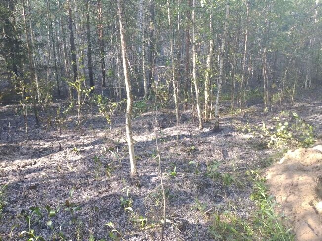 В одном из районов Ивановской области горит лес