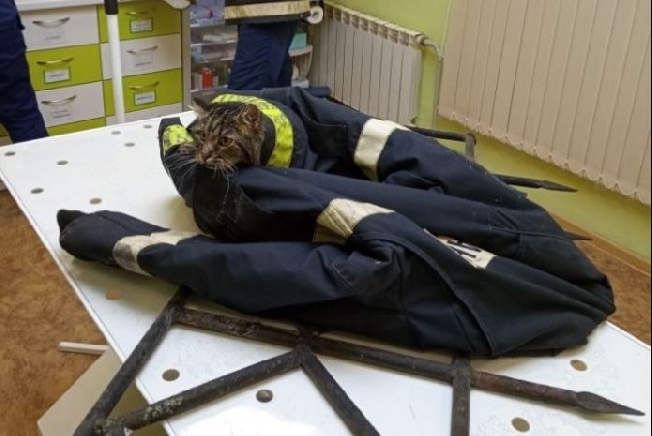 Спасатели в Иванове снимали с острой пики забора висящего вниз головой кота