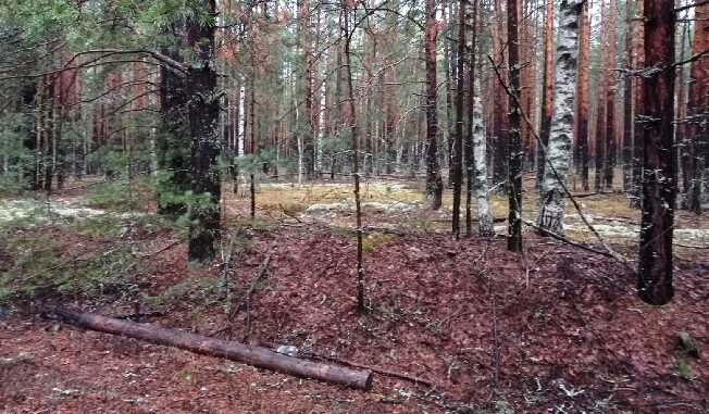 В лесах Ивановской области стали пропадать люди