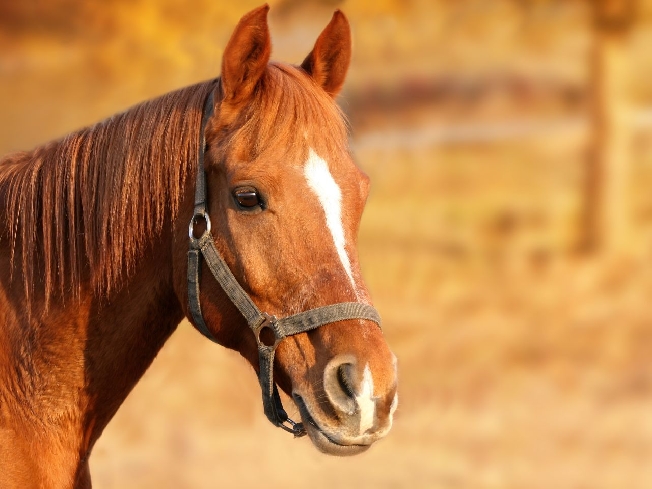 Во время катания на лошади в Ивановской области получила тяжёлые травмы 12-летняя девочка