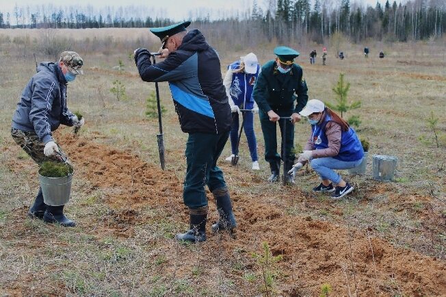 В Ивановской области к 9 Мая создают лесной фигурный узор
