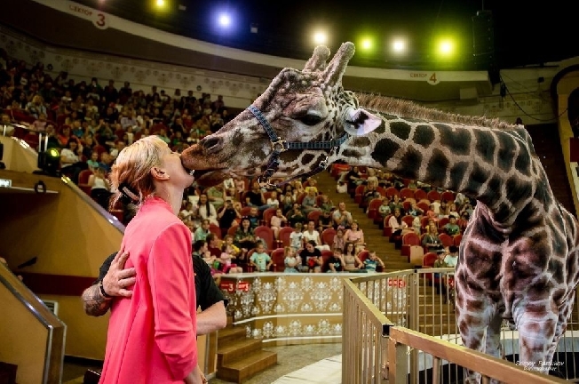 Детей участников СВО в Иванове пригласили на благотворительное «Жираф шоу»