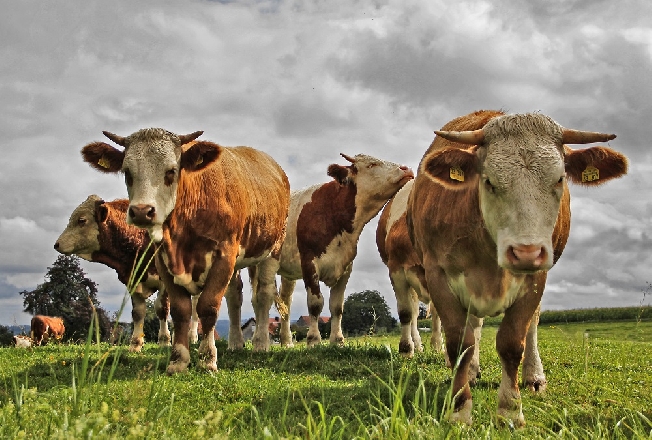 Вспышка лейкоза крупного рогатого скота выявлена в Ивановской области 