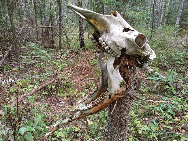 Остаётся туманной судьба пропавшего 3 недели назад 84-летнего грибника из Ивановской области