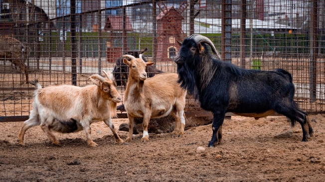Ивановский зоопарк предупредил о зверском аппетите козлов