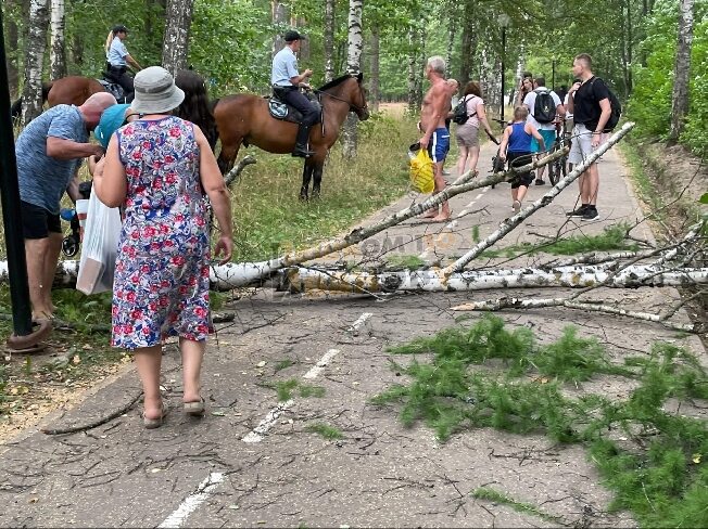 Упало дерево в парке. В парке.