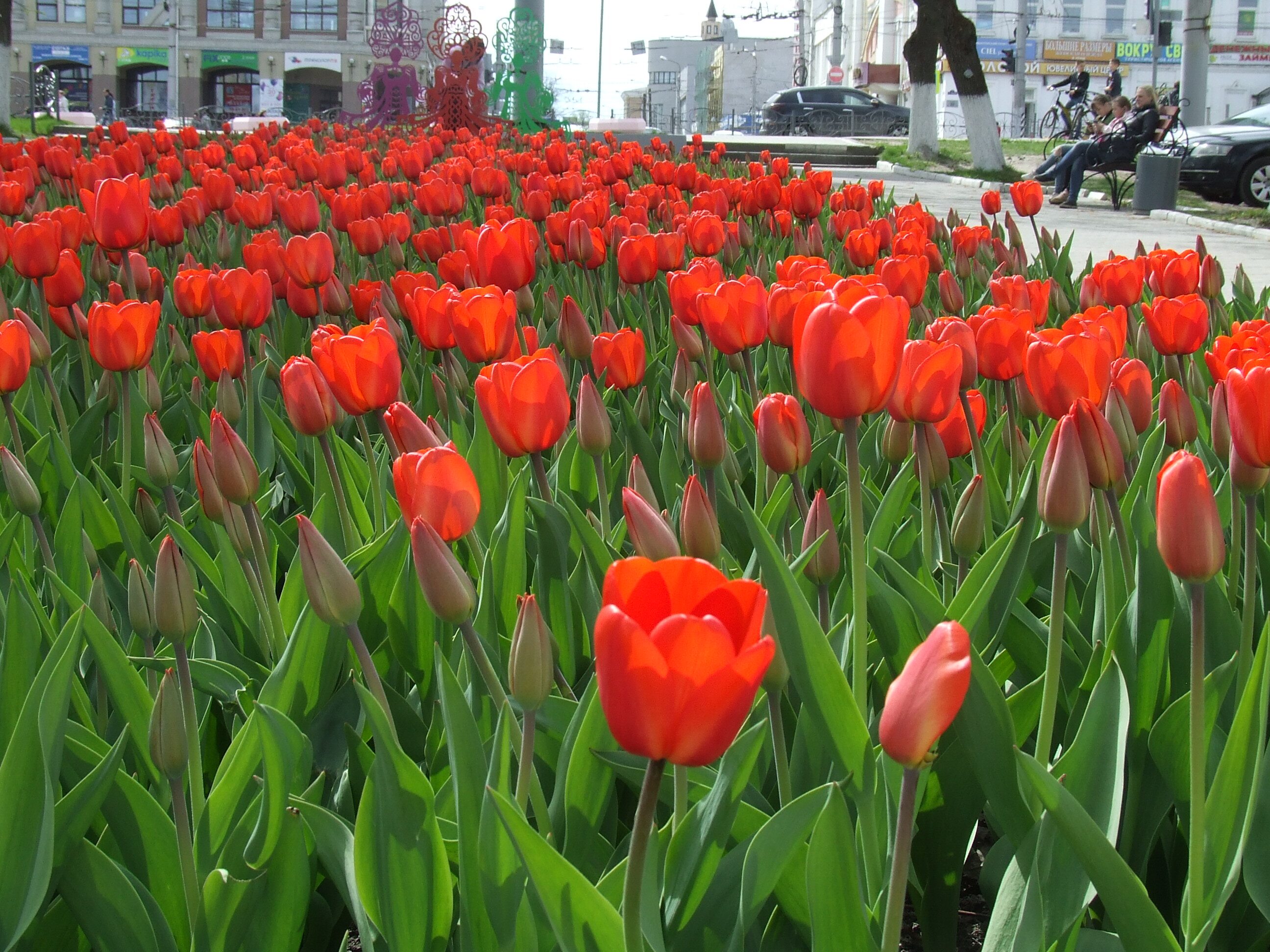 белгород тюльпаны. парк цпкио тюльпаны. парад тюльпанов в элисте 2022. тюльпаны в городе. клумба на комсомольской площади тюльпаны ярославль.