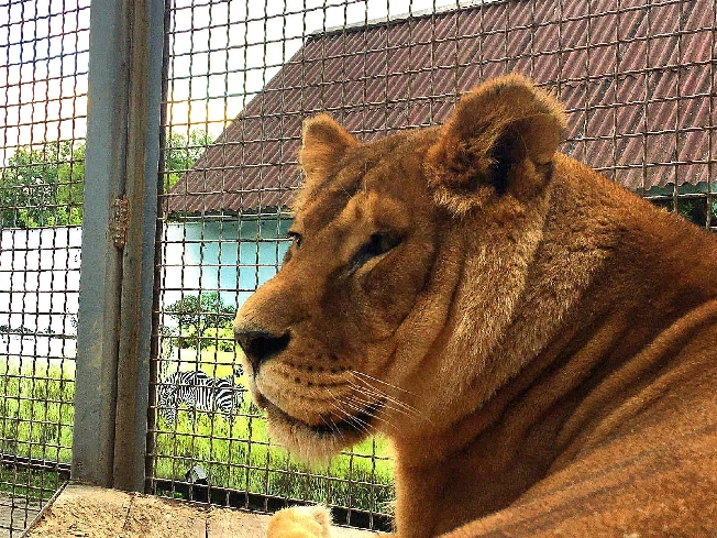 До середины июля в зоопарке Иванова недоступны львы