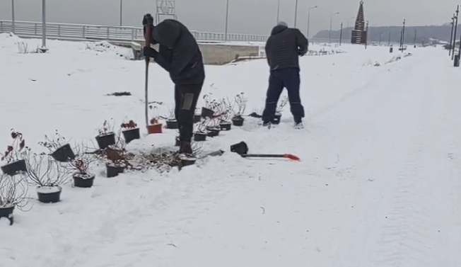 На набережной в Юрьевце зимой сажают деревья