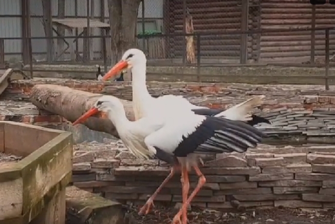 ������� ����� � �������: ���������� ����� ������� ����� ����� �����������