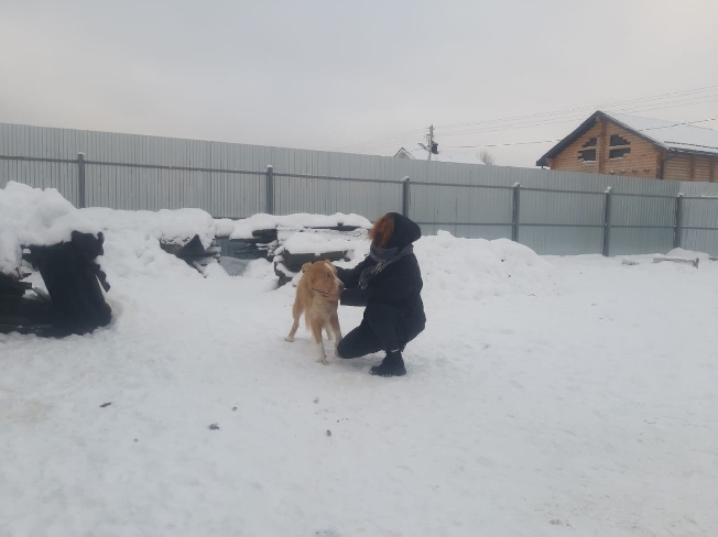 Ивановские студенты ласкали и вычёсывали приютских собак в рамках практики