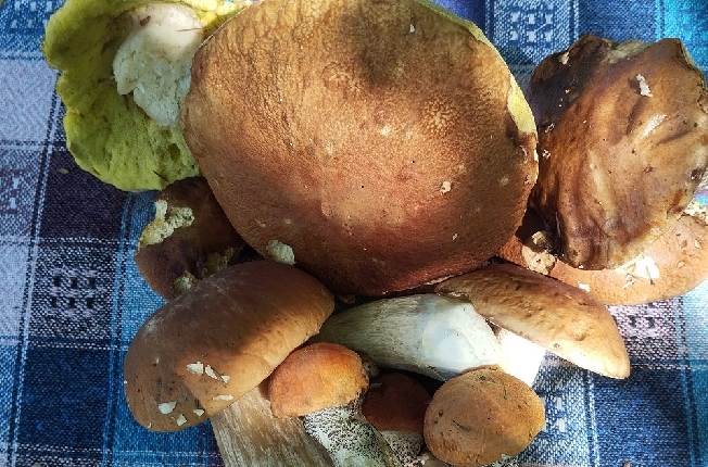 Фото собранных грибов выложили в социальные сети жители Ивановской области