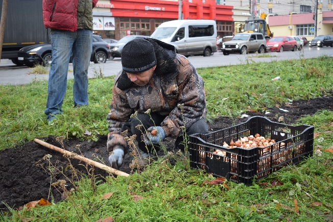 60 тысяч тюльпанов высадят в клумбы Иванова