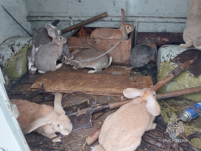 Семью кроликов спасли на пожаре в Ивановской области