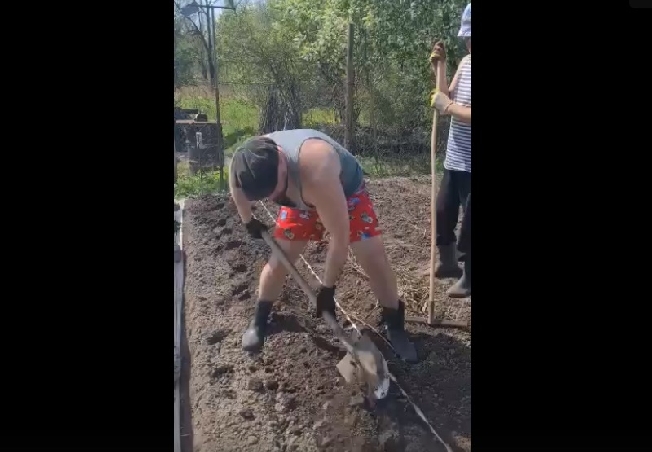 Мэр Иванова Шарыпов посадил 2 сотки картошки на своём огороде