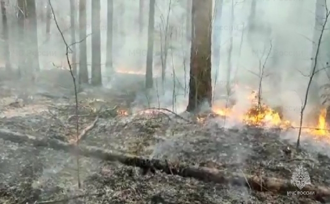 В Ивановской области сгорели 7 га леса