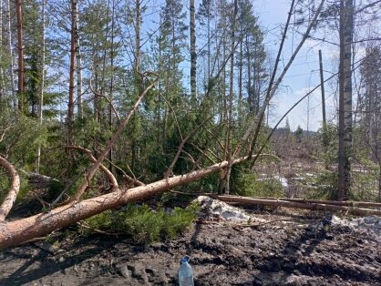 Ивановский рабочий погиб в результате падения дерева