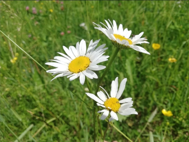 Аномальная жара придёт в Ивановскую область