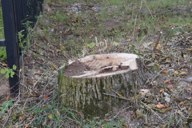 В Иванове аварийные деревья у детсада №152 могли обрушиться на людей или машины