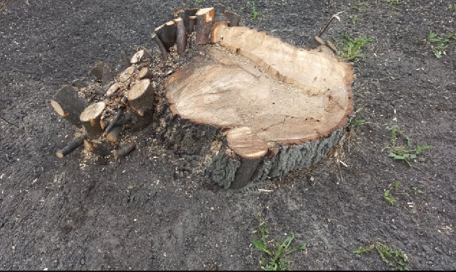 В деле о незаконных рубках леса на сумму более 30 млн рублей в Ивановской области поставили точку