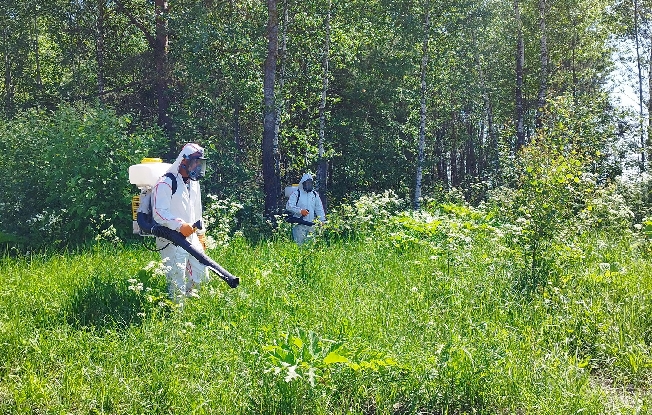 Почти 900 гектаров в Ивановской области очистили от опасного борщевика Сосновского