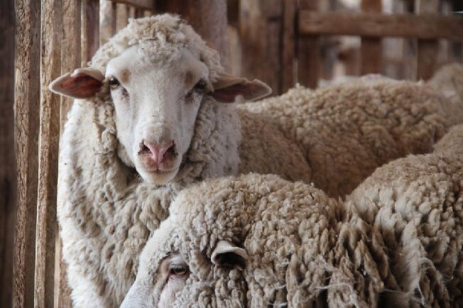Опасной для людей оспой заболели овцы в Ивановской области 