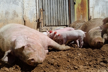 Новую вспышку африканской чумы свиней выявили в Ивановской области