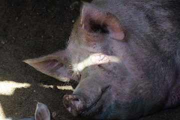 Новый случай африканская чума свиней зафиксировали в Ивановской области
