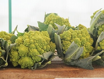 ����������� ������������������ ��������� � ����������� ����������� ����� ����� ��� ���������� ������������