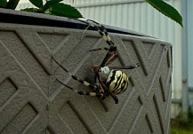 ������ ���������� ��������� � ������ ������ ��� ����� ���-�����