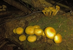 В Ивановской области грибникам попадаются лишь гнилые маслята