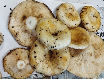 ���� ������ ������ ��������� � �������� ���������� �������