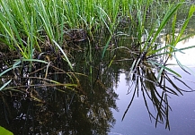 Одну из рек в Ивановской области залили мазутом