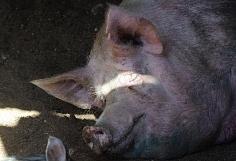 Новый случай африканская чума свиней зафиксировали в Ивановской области