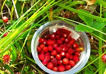 В Ивановской области разрешили по грибы-по ягоды