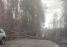 Почти 50 деревьев повалил за ночь ветер в Ивановской области