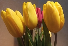 ���������� ���������: ������� ������� ���� ����������� ��������