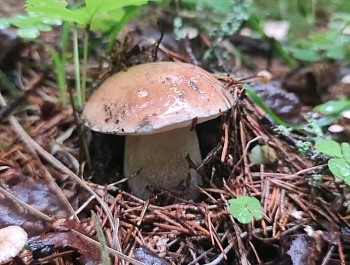 ��� ������� ������� ����� � ������ �����
