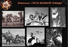 В ивановском зоопарке рассказали о животных-героях Великой Отечественной войны