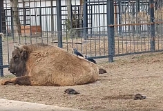 ��������� ����������� �������� ������� � ������� ���������� ��� ������������� �����