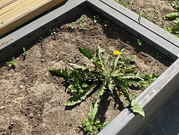 ������ ������� ���������� �������� �� ������